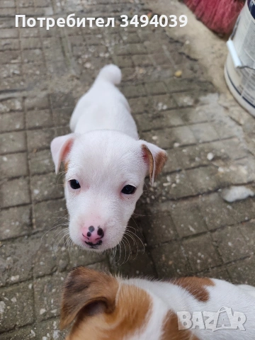 Джак Ръсел Териер , снимка 11 - Джак ръсел териер - 54012486