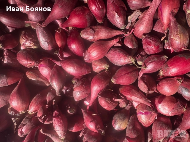 Арпаджик сорт Ред Кармен(14-17), снимка 3 - Сортови семена и луковици - 53992080
