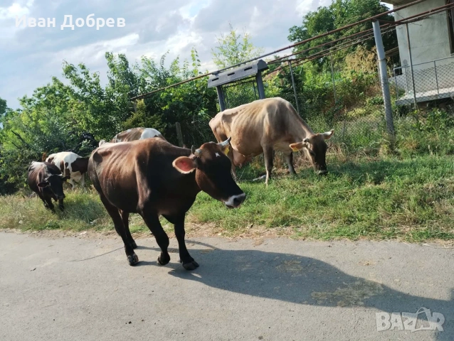 Продавам 7 бр крави за мляко , снимка 6 - Крави - 55248756