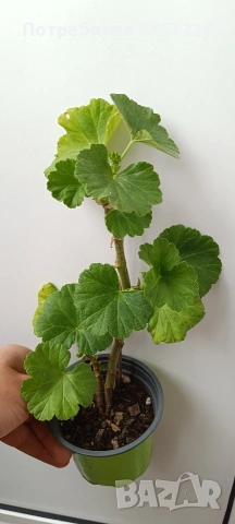 P.Graingers antique rose, снимка 3 - Стайни растения - 54212725