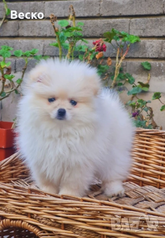 Померан мини женско , снимка 2 - Померан - 54255864