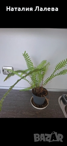 Папрат, Nephrolepis, снимка 2 - Стайни растения - 55099565