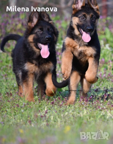 Женски немски овчарки от развъдник 