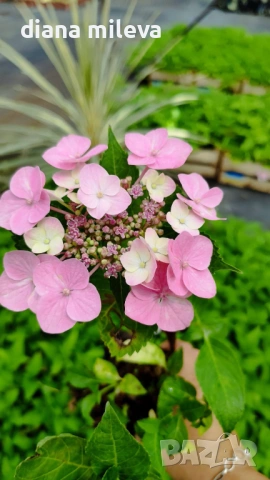 Хортензия Месалина, Hydrangea Messаlina  за сянка !, снимка 7 - Градински цветя и растения - 43401747