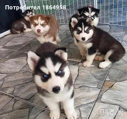 БЕБЕТА ХЪСКИ Доставка