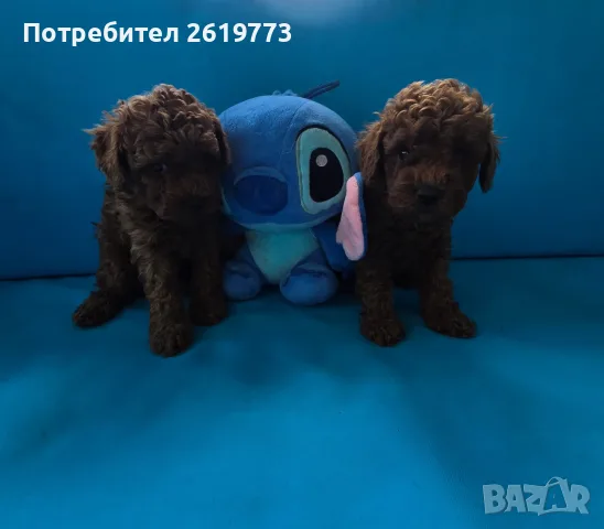 той пудел мини пудел, снимка 2 - Пудели - 55443605