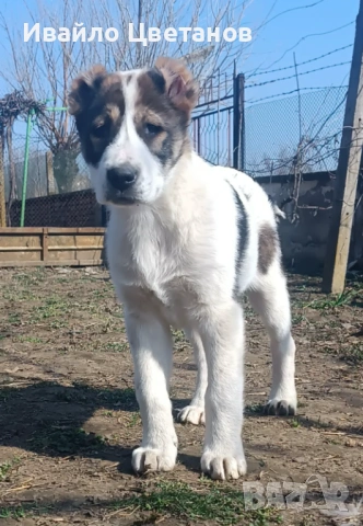 Алабай, снимка 4 - Алабай - 54011717