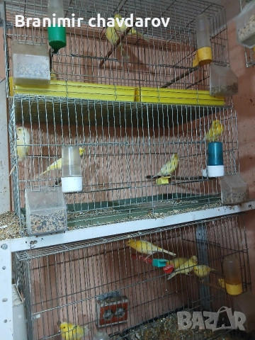 продавам канари малиноа и др, снимка 5 - Канари - 54776978