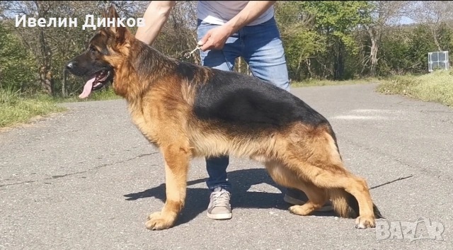 Немска овчарка с родословие, снимка 2 - Немска овчарка - 55064797
