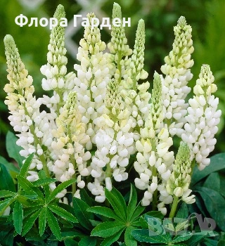 МНОГОГОДИШНИ ЦВЕТЯ, снимка 11 - Градински цветя и растения - 54414684