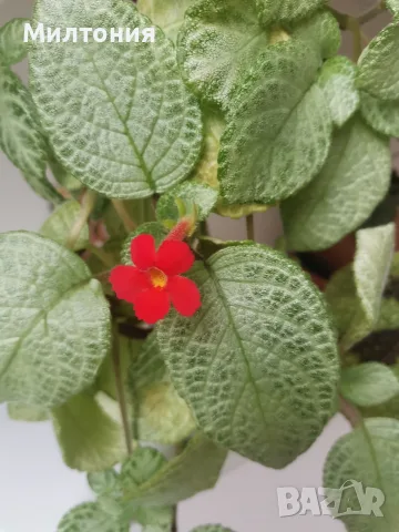 Еписция episcia cupreata , снимка 3 - Стайни растения - 55453059