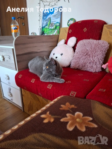 Синя британска късокосместа котка , снимка 6 - Британска късокосместа - 54986285