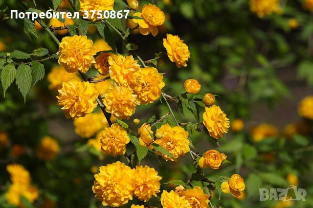 🌿🌼🍀 Kerria japonica ‘Pleniflora’ (Керия, Японска керия)