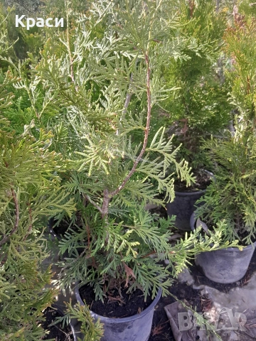 Туя смарагд., снимка 2 - Градински цветя и растения - 54228089