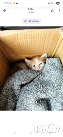 Подаряваме мъжко коте