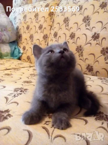 Малки британчета британска късокосместа котка
