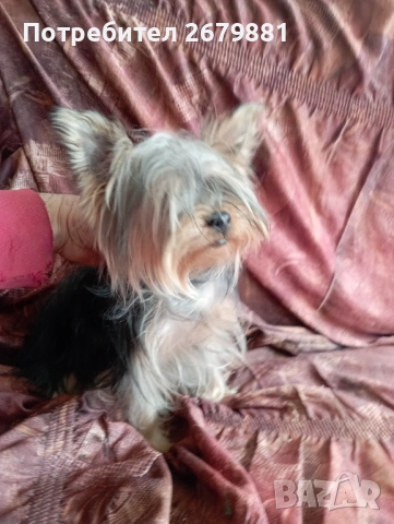 Йоркширски териер , снимка 6 - Йоркширски териер - 54315988