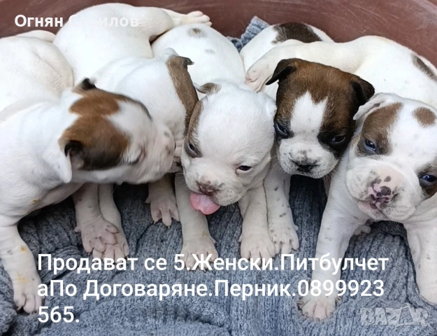 Продавам Малки питбулчета.Перник, снимка 7 - Питбул - 54913986