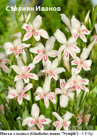 Нисък гладиол (Gladiolus nanus ‘Nymph’) - грудки
