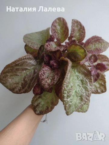 Еписция, episcia Jim's rose garden, снимка 3 - Стайни растения - 55231236