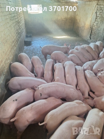 Продавам Малки Прасенца 25кг +