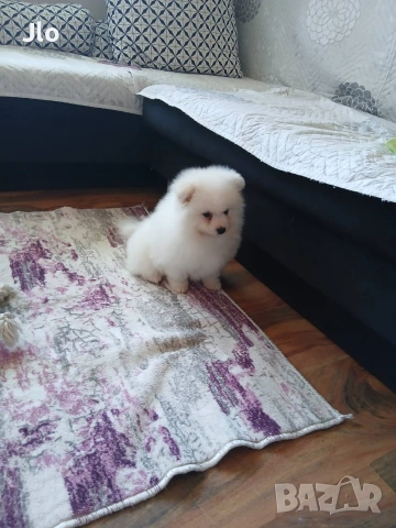 немски шпиц момче