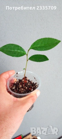 Китайски чай Camellia sinensis - растения, снимка 3 - Градински цветя и растения - 53612418
