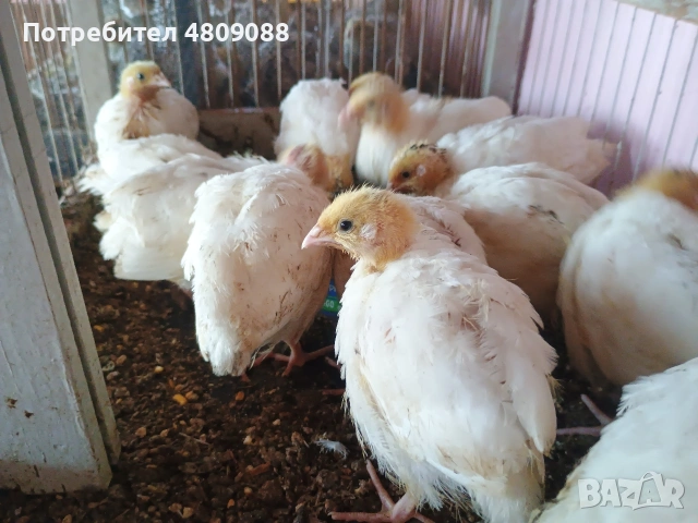 Пъдпъдъци различни породи. 