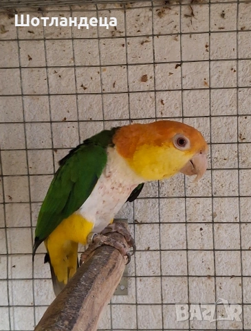 Папагал Кайка-ръжевотеменна, снимка 2 - Папагали - 54086807