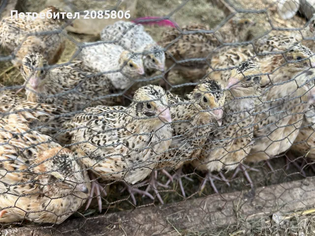 пъдпъдъци на 30 дни, снимка 4 - Други животни - 55442445