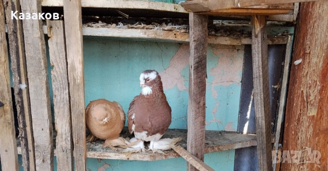 Продавам Узбекски