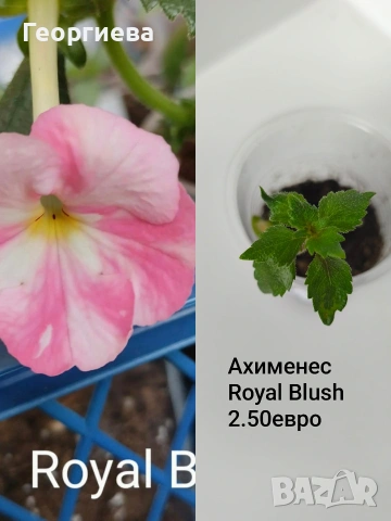 ахименес 