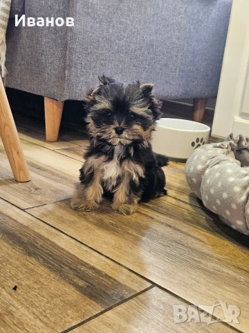 Йоркширски териер момиче, снимка 6 - Йоркширски териер - 54149551