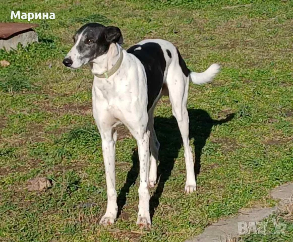 Английски хрътки, снимка 3 - Хрътка - 55679707