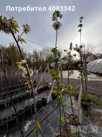 Череша Едра Черна, снимка 4 - Градински цветя и растения - 54221093