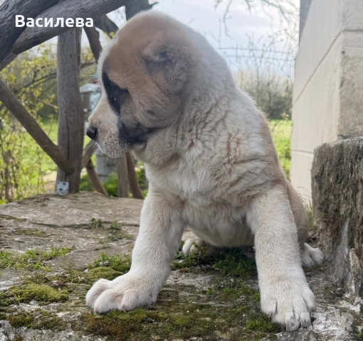 Алабай, снимка 3 - Алабай - 54183559