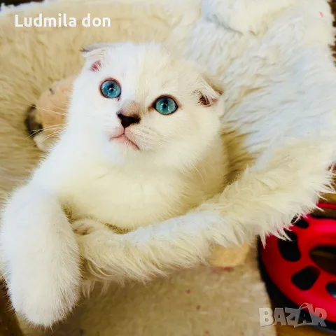 🐾 Продавам чистокръвни британски шиншила котенца 🐾  , снимка 3 - Британска късокосместа - 54784808