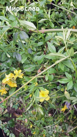 Продавам растение Зимен Жасмин (Jasminum nudiflorum), снимка 8 - Градински цветя и растения - 54579336
