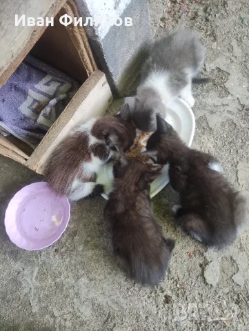 Подарявам малки котета, снимка 6 - Други - 55494205