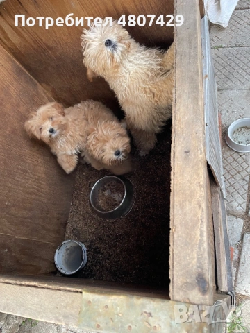 Продавам кученца порода Пудели, снимка 7 - Пудели - 54309387
