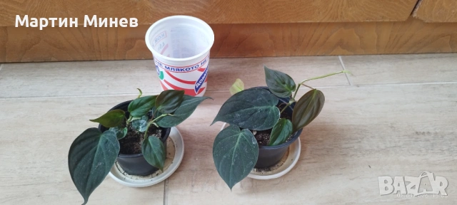 Филодендрон (Philodendron) «Micans» (лиана/увивни) , снимка 4 - Стайни растения - 52093330