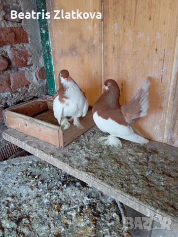 продавам гълъби, снимка 2 - Гълъби - 54782109