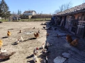 Шоботата са чистокръвни цената е за чифт! , снимка 16