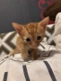 Котенца за осиновяване, снимка 1