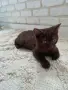 Британско късокосместо мъжко коте , снимка 6