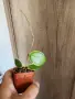 Хоя Acuta albomarginata, снимка 1