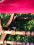 Антикварен люлеещ се стол  Тип американски , снимка 7