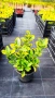 Евонимус Ауреа, Euonymus Japonica Aurea, снимка 13