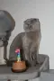 Шотландски котета , снимка 1