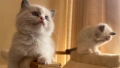 Регдол чистокръвни котета / Ragdoll, снимка 4
